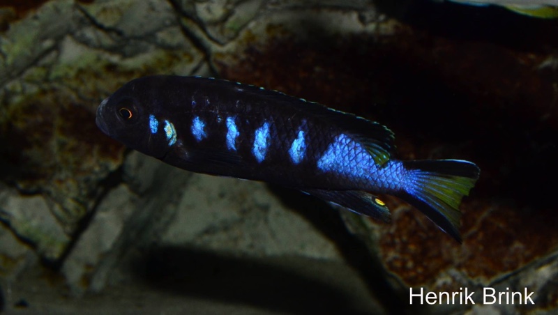 Maylandia melissa 'Chewere'